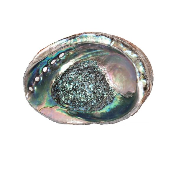 Abalone Shells, 5 - 6 Inches, Blue Green, Mexican, Displays - Picture 1 of 2